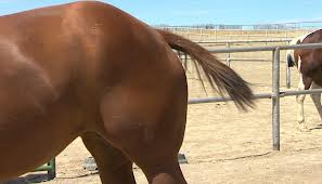 natrona horsetail.jpg natrona horsetail.jpg